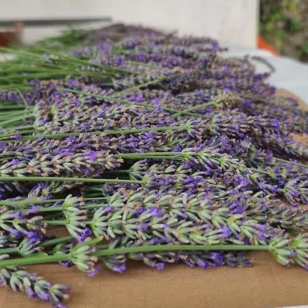 Pensjonat Ca' San Michele Asti