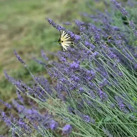 Pensjonat Ca' San Michele Asti