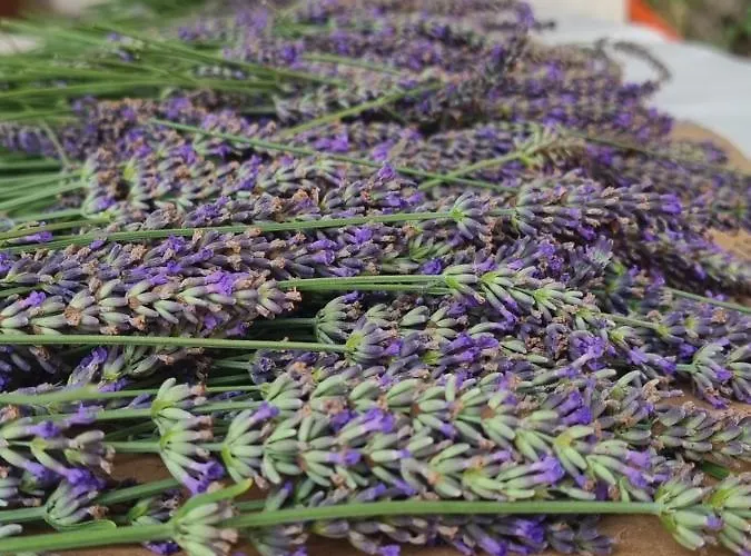 בית הארחה Ca' San Michele אסטי