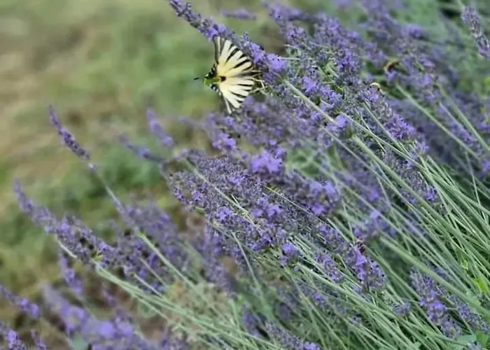 בית הארחה Ca' San Michele אסטי